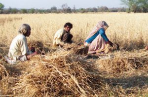 farmer kheti kisani