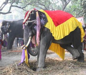elephant-in-sonpur5_