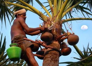 Tadi-drink-in bihar subtitute of deshi wine tarkul