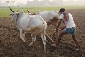 kheti kisani in bihar