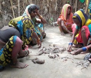 rat ettinn in flod efected village in sarasa bihar
