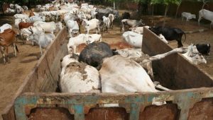 cow deth in rajsthan goushala predip dev critisise in b ihar